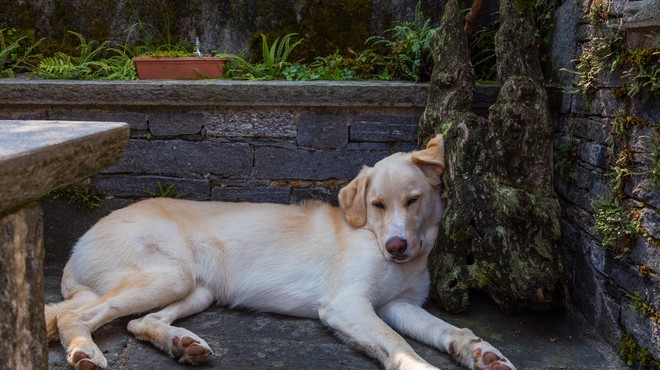 Vroč vikend usoden za eno pasje življenje, ki je ugasnilo po nepotrebnem (foto: Profimedia)