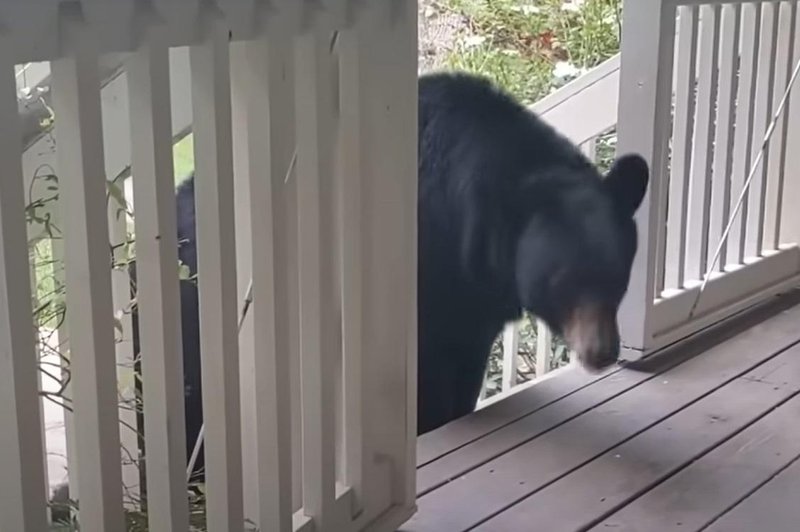 Moški reši medvedko, tri leta pozneje se zgodi nekaj neverjetnega (foto: Youtube/posnetek zaslona)