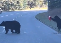 Prikupni posnetek medvedka, ki vam bo ogrel srce (VIDEO)