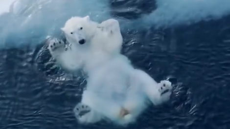 Posnetek, ki vam bo vzel sapo: prikupnega polarnega medveda posneli, kako se ... (VIDEO)