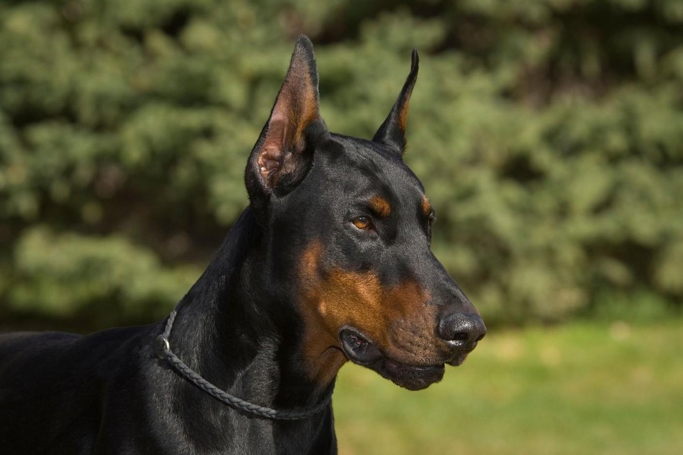 Ali bo kupiranje in vzreja določenih pasem kmalu stvar preteklosti v celotni EU?