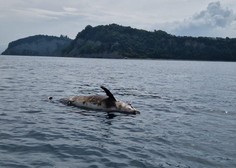 Grozljivo: mrtev delfin, ki so ga našli pri Strunjanu, je bil ustreljen s strelnim orožjem