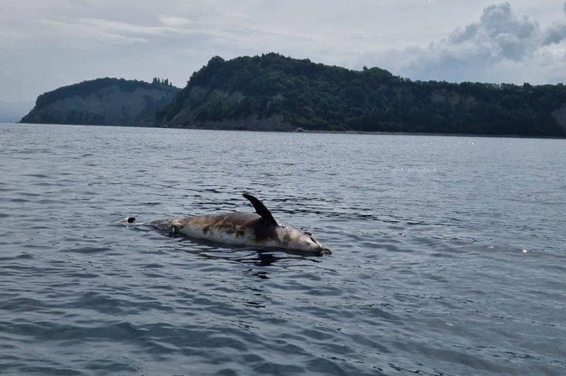 Grozljivo: mrtev delfin, ki so ga našli pri Strunjanu, je bil ustreljen s strelnim orožjem (foto: Facebook Strunjan)