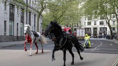 Vojaški konji pobegnili v Londonu