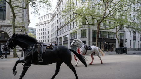 Vojaški konji pobegnili v Londonu