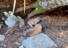 Prisrčno: poglejte mladičke teh ogroženih živali čisto od blizu! (FOTO)