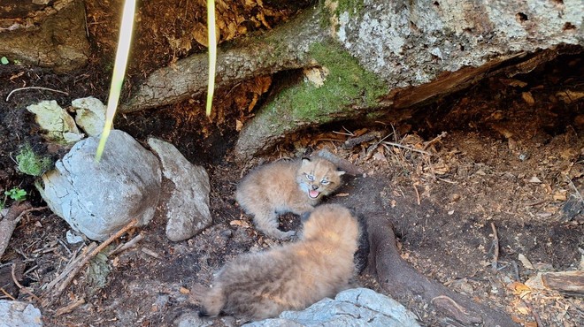 Prisrčno: poglejte mladičke teh ogroženih živali čisto od blizu! (FOTO) (foto: Facebook Life Lynx)