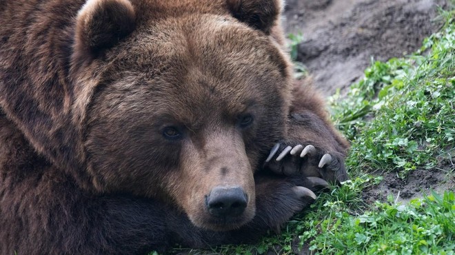 Medvedka lansko leto ubila mladega tekača: zdaj je znana njena usoda (foto: Profimedia)