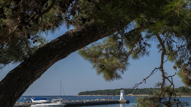 Zvok, brez katerega za marsikoga ni poletja, zmedel turistko: "Mi lahko kdo pove, kaj je to in zakaj je tako glasno?" (foto: Profimedia)