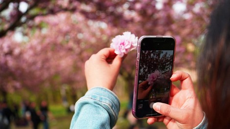 Ste vedeli, da zna vaš iPhone enostavno prepoznavati cvetlice in druge rastline?