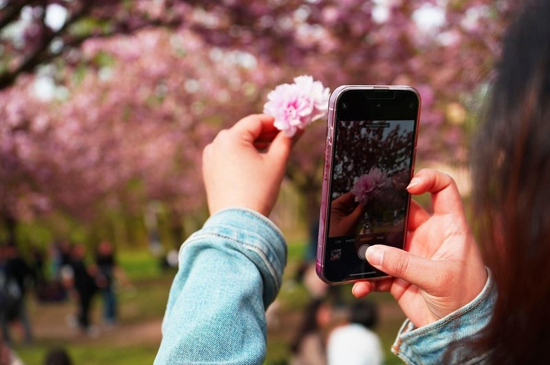 Ste vedeli, da zna vaš iPhone enostavno prepoznavati cvetlice in druge rastline? (foto: Profimedia)