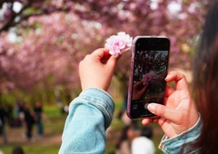 Ste vedeli, da zna vaš iPhone enostavno prepoznavati cvetlice in druge rastline?