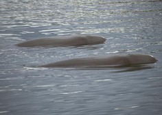 Kruta usoda 77 nasedlih kitov: kljub reševalni akciji niso preživeli