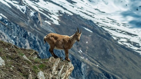 Prvič v zgodovini: v naravo izpustili potomce živali iz ljubljanskega živalskega vrta