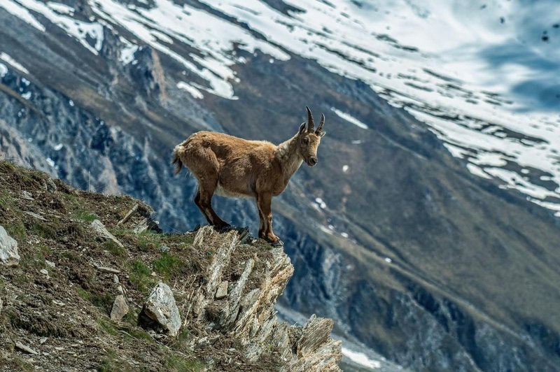 Fotografija je simbolična. (foto: Profimedia)