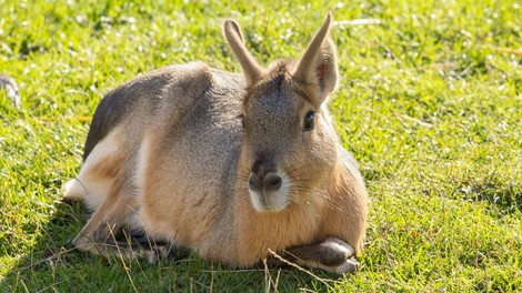 živali mara zajec pampski zajec ZOO Ljubljana