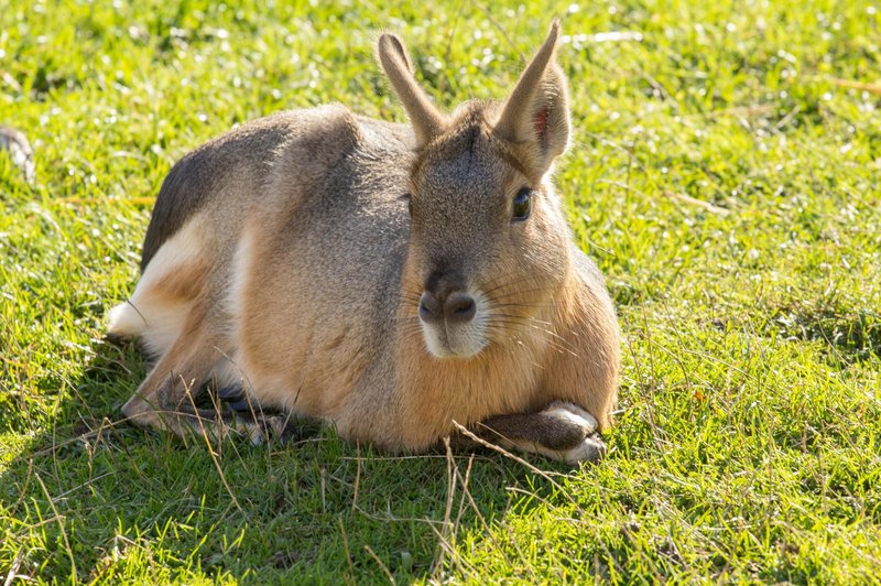 V ZOO Ljubljana živijo sorodniki morskega prašička, ki tehtajo več kot 8 kilogramov! (foto: Profimedia)