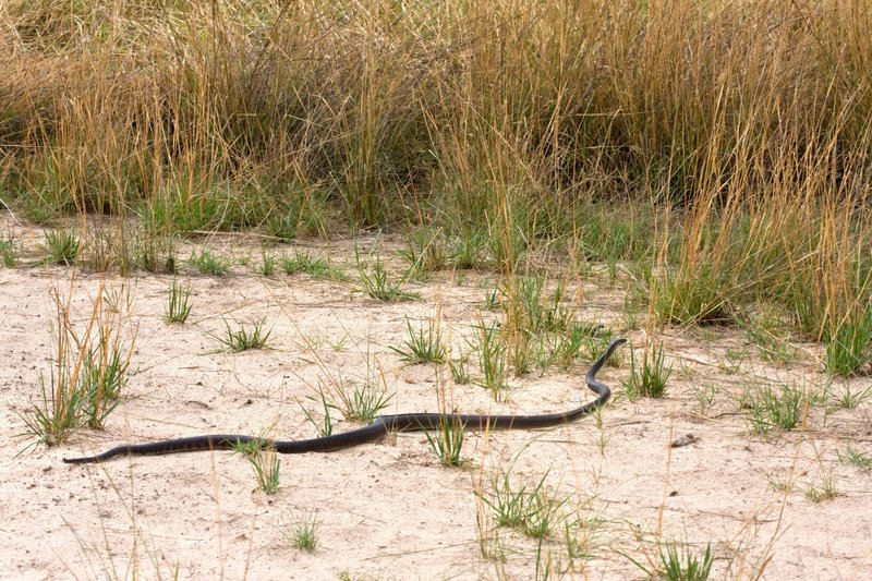 Črna mamba je druga najbolj strupena kača na svetu.