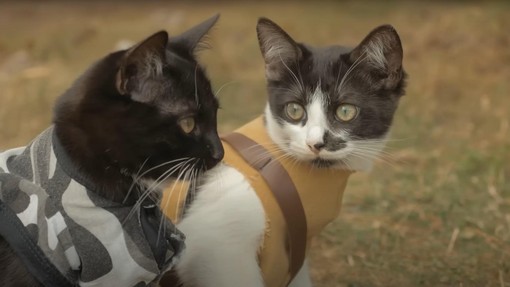 7 divje popularnih YouTube posnetkov z mački, ki so zaznamovali zgodovino spleta