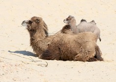 Neverjetna dejstva o divjinski dvogrbi kameli: ste vedeli, da jih je v naravi še manj kot 1000?