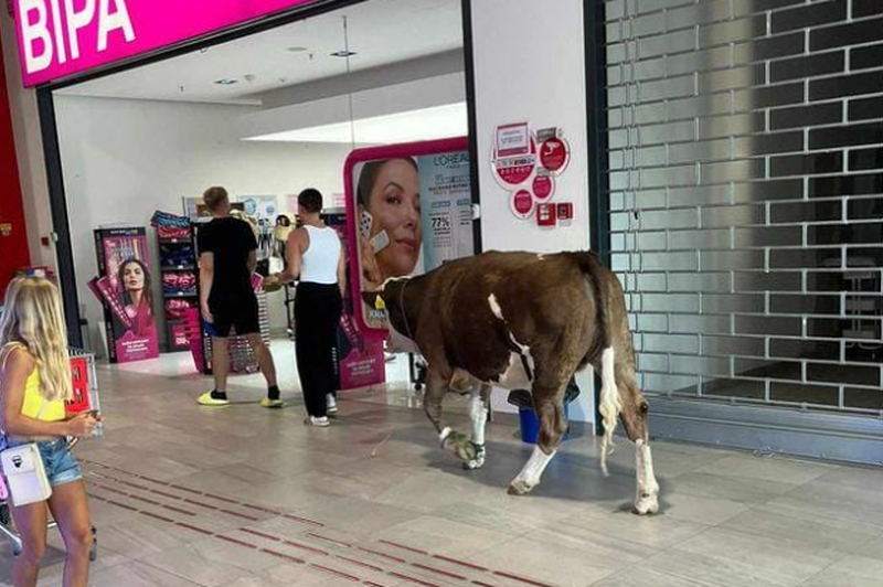 Dogodivščina na morju: v trgovino vkorakala krava (foto: BIPA Hrvatska/Facebook profil/Posnetek zaslona)