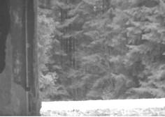 Kamere razkrile 'nočni tv program' v snežniških gozdovih