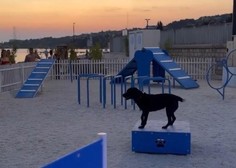 Pasji lastniki pozor: v Portorožu zaživela moderna pasja plaža (VIDEO)