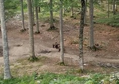 Posnetek iz slovenskega gozda, ob katerem spreleti srh (VIDEO)
