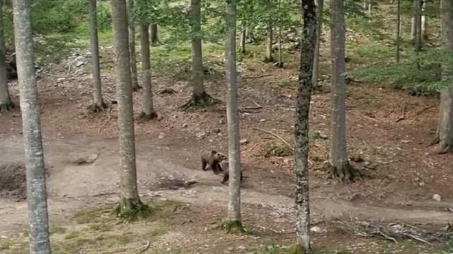 Posnetek iz slovenskega gozda, ob katerem spreleti srh (VIDEO) (foto: Lovska zveza Slovenije / Facebook / posnetek zaslona)