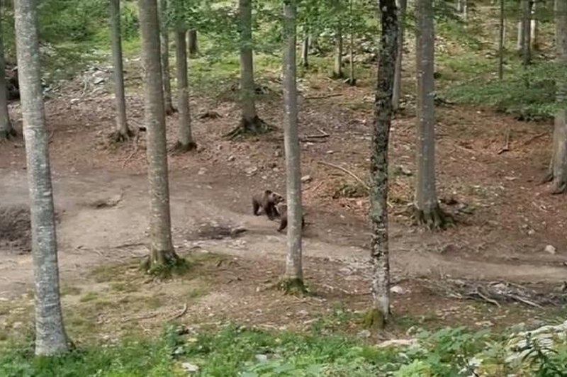 Posnetek iz slovenskega gozda, ob katerem spreleti srh (VIDEO) (foto: Lovska zveza Slovenije / Facebook / posnetek zaslona)