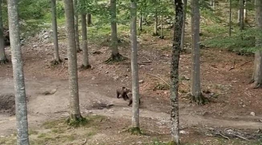 Posnetek iz slovenskega gozda, ob katerem spreleti srh (VIDEO) (foto: Lovska zveza Slovenije / Facebook / posnetek zaslona)