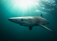 Znanstveniki secirali 13 morskih psov: kar so našli v njih, je strašljivo