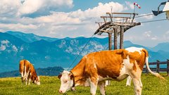 Ni se želela fotografirati: krava z rogom zabodla turistko v gorah