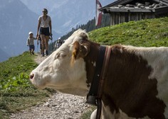 Ni se želela fotografirati: krava z rogom zabodla turistko v gorah