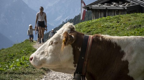 Ni se želela fotografirati: krava z rogom zabodla turistko v gorah