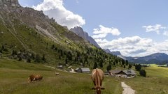 Ni se želela fotografirati: krava z rogom zabodla turistko v gorah