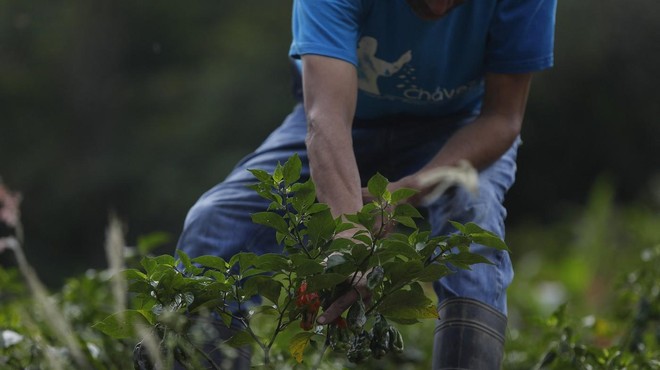 EU komisija sprejela pobudo Evropejcev: več rastlinskih beljakovin in zmanjšanje živalskih farm (foto: profimedia)