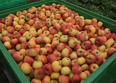 Pod oznako Izbrana kakovost Slovenija prodajali tuja jabolka?