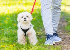 Slovenski veterinarji opozarjajo na nevarnost, ki te dni preži na pse