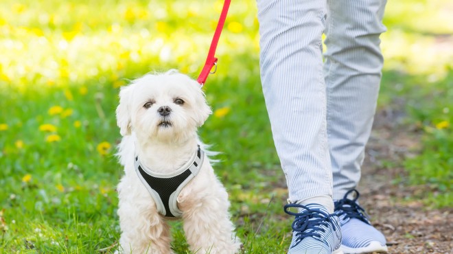 Slovenski veterinarji opozarjajo na nevarnost, ki te dni preži na pse (foto: Profimedia)