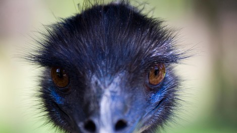 živali ptice ZOO Ljubljana emu Avstralija ptič