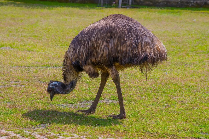 Emu je drugi največji ptič na svetu.