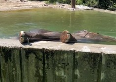 Slonica Ganga iz ZOO Ljubljana jasno pokazala, kaj si misli o svojem novem bazenu (VIDEO)