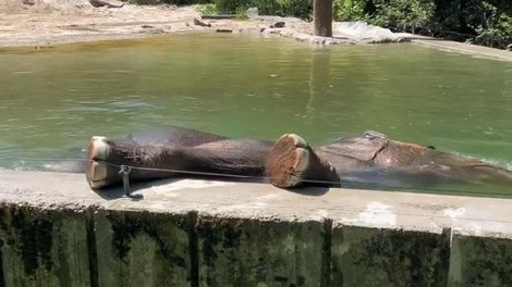 živali ZOO Ljubljana slon Ganga bazen