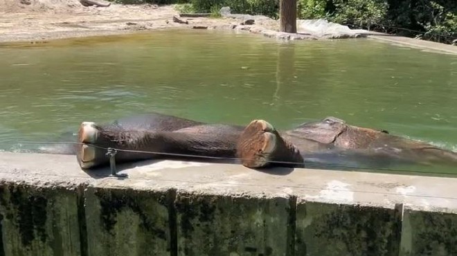 Slonica Ganga iz ZOO Ljubljana jasno pokazala, kaj si misli o svojem novem bazenu (VIDEO) (foto: ZOO Ljubljana/Facebook/posnetek zaslona)