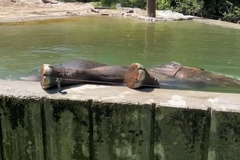 Slonica Ganga iz ZOO Ljubljana jasno pokazala, kaj si misli o svojem novem bazenu (VIDEO) (foto: ZOO Ljubljana/Facebook/posnetek zaslona)