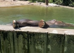 Slonica Ganga iz ZOO Ljubljana jasno pokazala, kaj si misli o svojem novem bazenu (VIDEO)