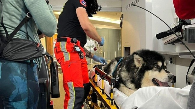 Čustven zapis lastnice psičke, ki jo je nad Bohinjem pičila kača: "Ponosna sem, da sem Slovenka" (foto: Klinika za male živali / kmz / Facebook)