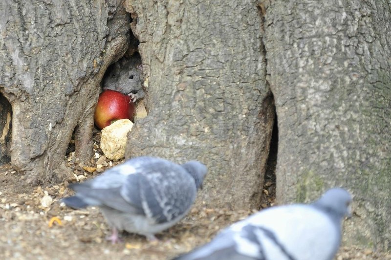 Ljubljani preti nova grožnja, ki je (za zdaj) še pod nadzorom (foto: Žiga Živulović jr. /BOBO)