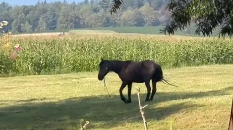 živali konj Romi mučenje trpinčenje